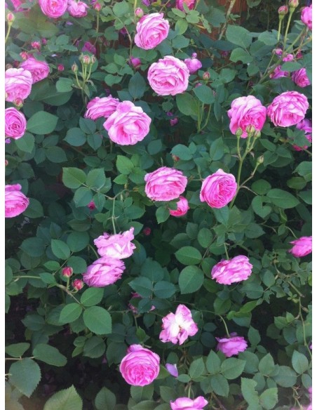 louise odier roze parkowe