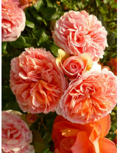 CHIPPENDALE róża wielkokwiatowa