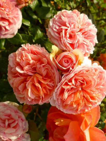 CHIPPENDALE róża wielkokwiatowa