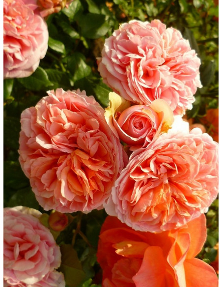 CHIPPENDALE róża wielkokwiatowa