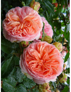 CHIPPENDALE róża wielkokwiatowa 2