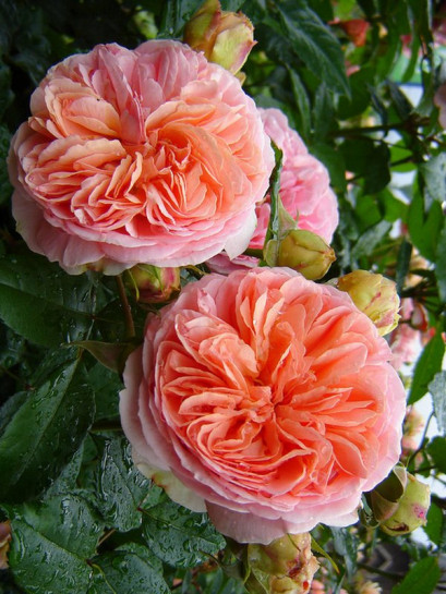 róża wielkokwiatowa CHIPPENDALE