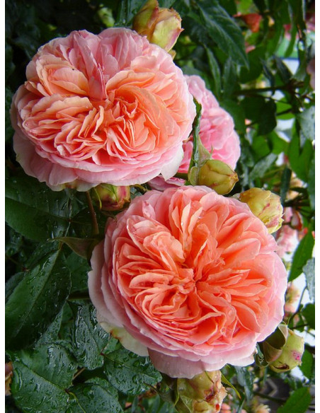 róża wielkokwiatowa CHIPPENDALE