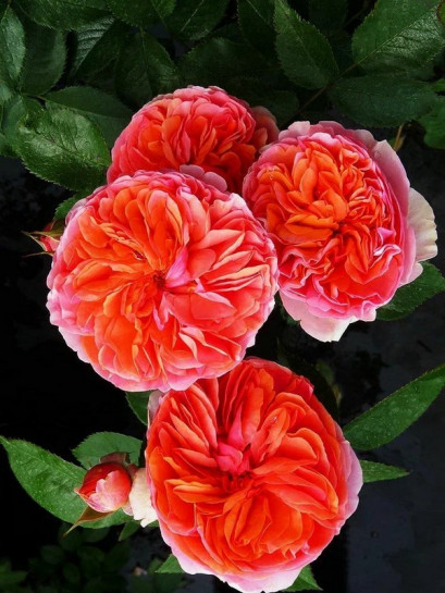 wielkokwiatowa róża CHIPPENDALE