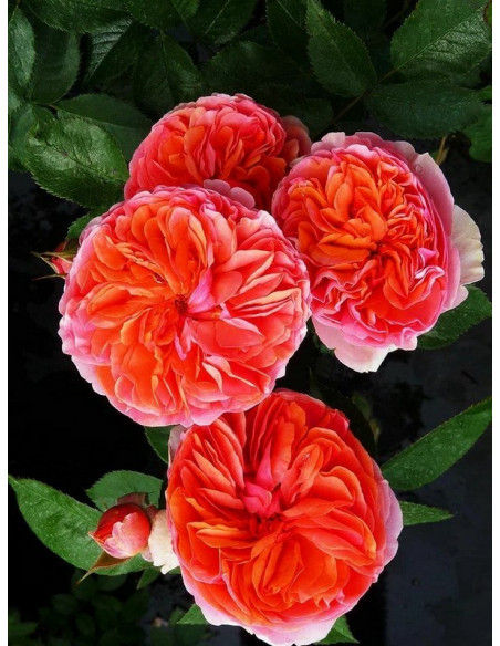 wielkokwiatowa róża CHIPPENDALE