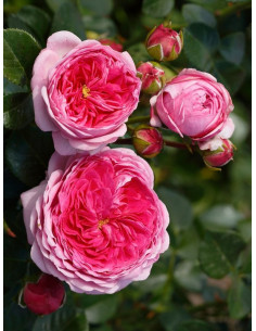 Modern Art róża wielkokwiatowa