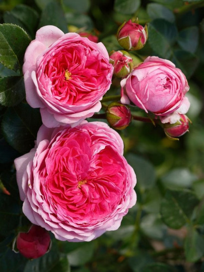 Modern Art róża wielkokwiatowa