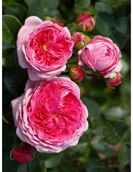 Modern Art róża wielkokwiatowa