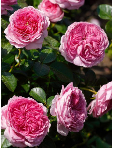 Modern Art róża wielkokwiatowa 2