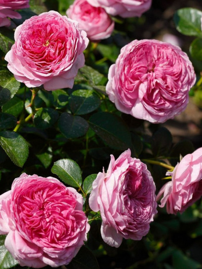 Wielkokwiatowa róża Modern Art