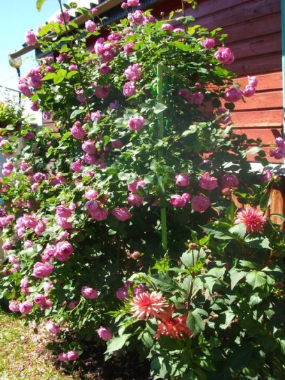 louise odier róże parkowe