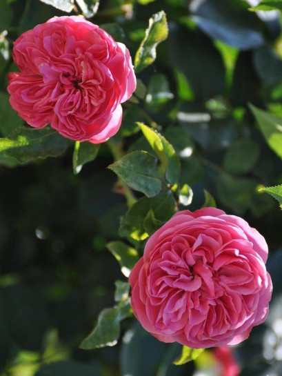 Róża wielkokwiatowa Modern Art