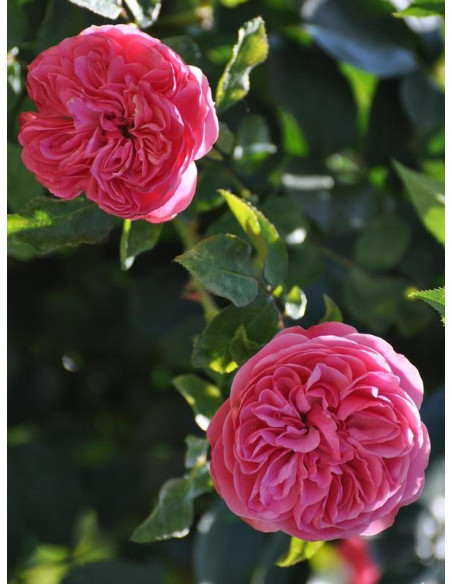 Róża wielkokwiatowa Modern Art