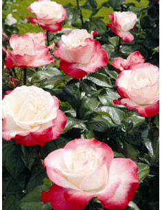 NOSTALGIE róża wielkokwiatowa