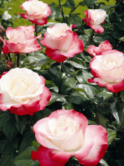 NOSTALGIE róża wielkokwiatowa