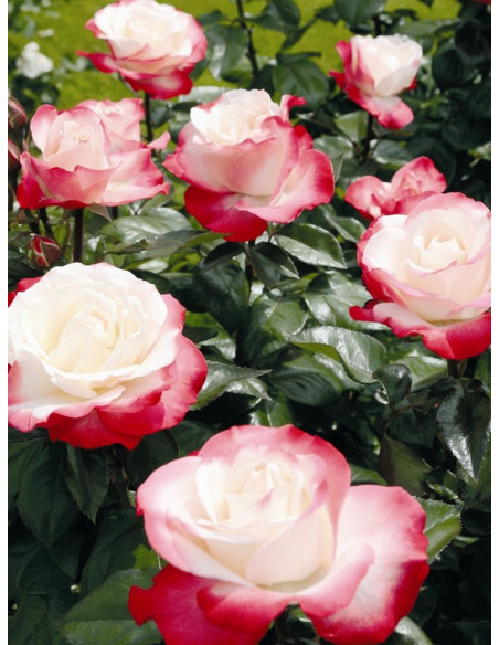 NOSTALGIE róża wielkokwiatowa