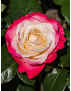 NOSTALGIE róża wielkokwiatowa 2