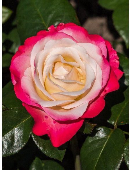 NOSTALGIE wielkokwiatowa róża