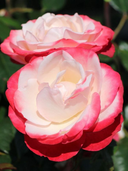 Róża wielkokwiatowa NOSTALGIE