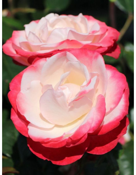 Róża wielkokwiatowa NOSTALGIE