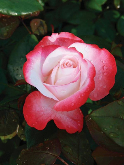 Wielkokwiatowa róża NOSTALGIE