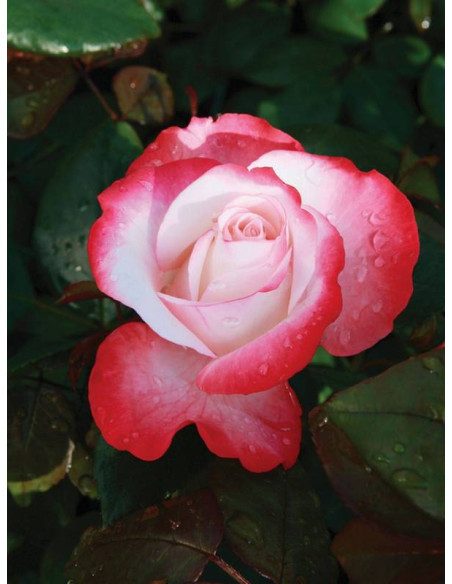 Wielkokwiatowa róża NOSTALGIE