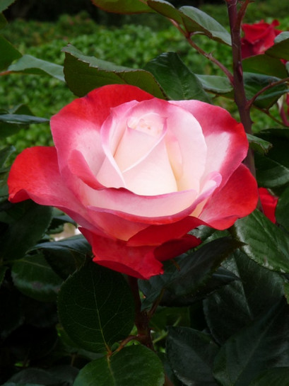 róża Nostalgie wielkokwiatowa