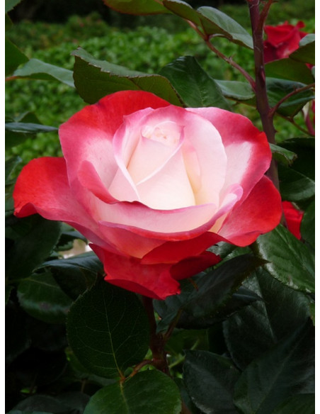 róża Nostalgie wielkokwiatowa