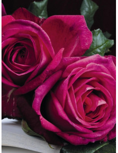 J. W. VON GOETHE ROSE róża wielkokwiatowa