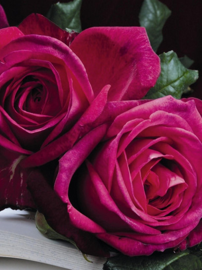 J. W. VON GOETHE ROSE róża wielkokwiatowa