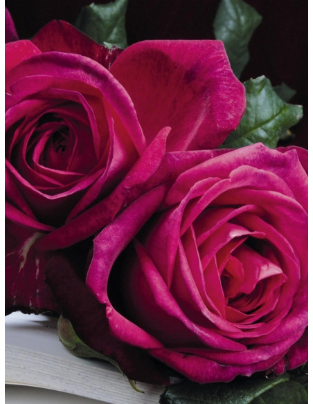 J. W. VON GOETHE ROSE róża wielkokwiatowa