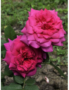 J. W. VON GOETHE ROSE róża wielkokwiatowa 2