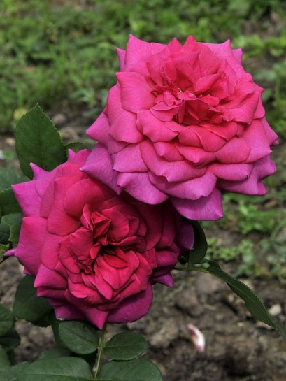 róża wielkokwiatowa J. W. VON GOETHE ROSE