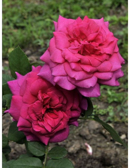 róża wielkokwiatowa J. W. VON GOETHE ROSE