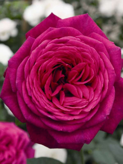 wielkokwiatowa róża J. W. VON GOETHE ROSE