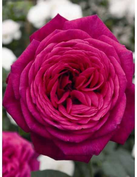 wielkokwiatowa róża J. W. VON GOETHE ROSE