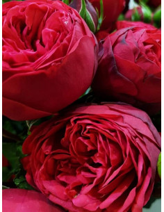 Piano róża wielkokwiatowa