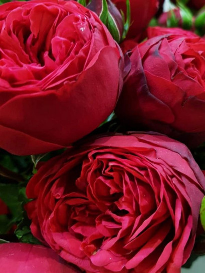 Piano róża wielkokwiatowa