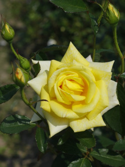 zolte roze rabatowe allgold