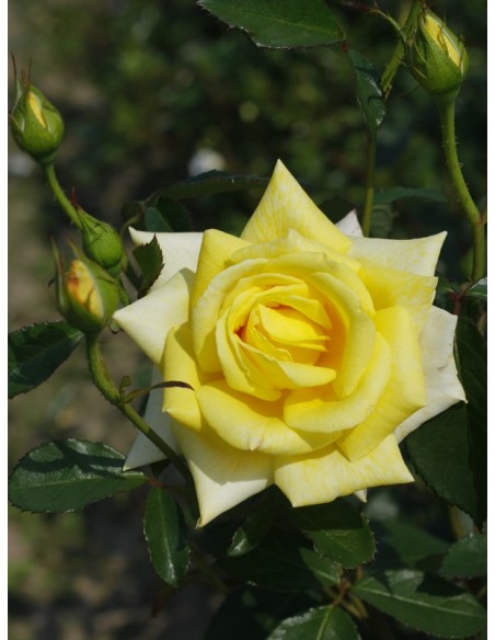 zolte roze rabatowe allgold