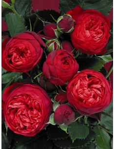 Piano róża wielkokwiatowa 2