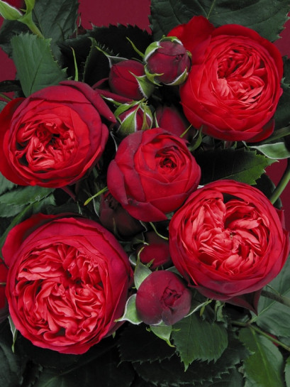 róża wielkokwiatowa Piano