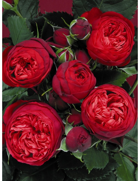 róża wielkokwiatowa Piano