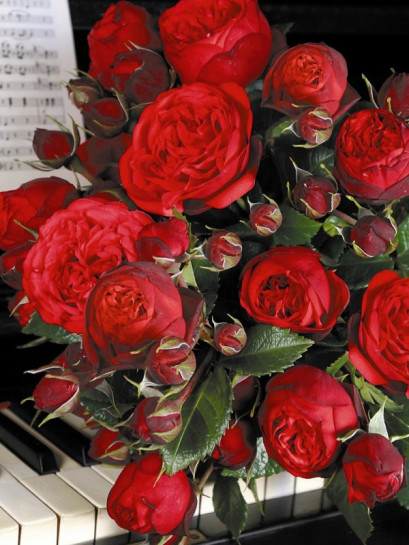 wielkokwiatowa róża Piano