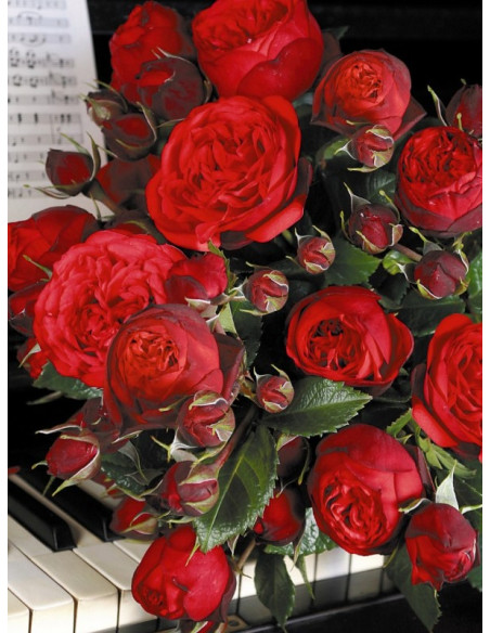 wielkokwiatowa róża Piano