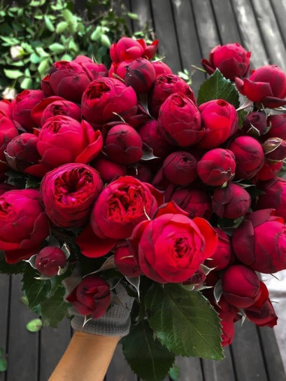 Piano wielkokwiatowa róża