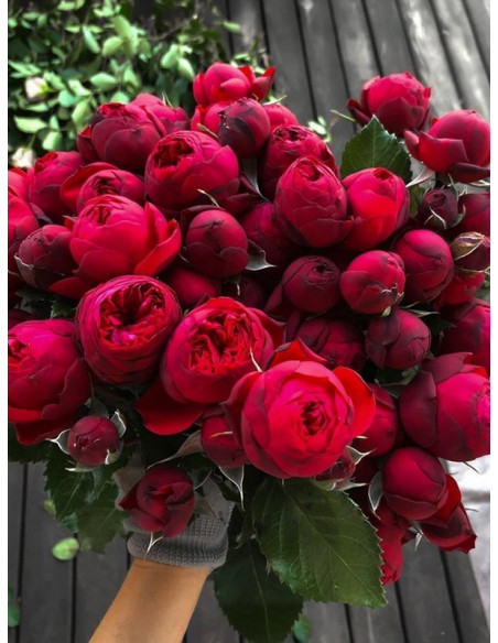 Piano wielkokwiatowa róża