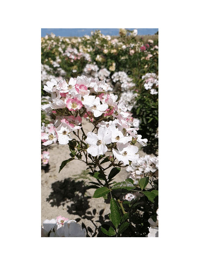 Ballerina piżmowe róże