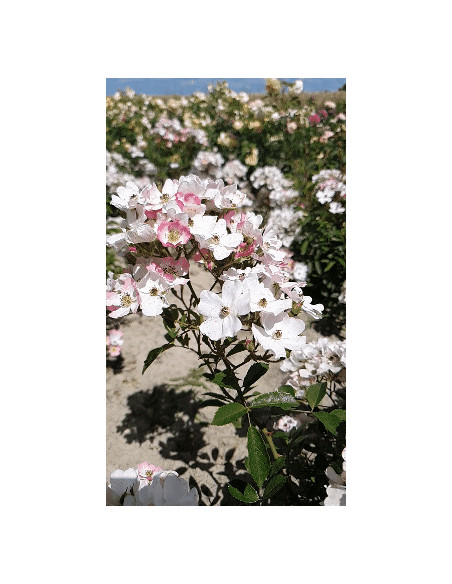 Ballerina piżmowe róże