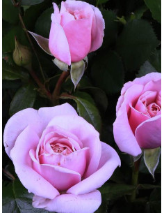 Róża wielkokwiatowa Pacific Blue